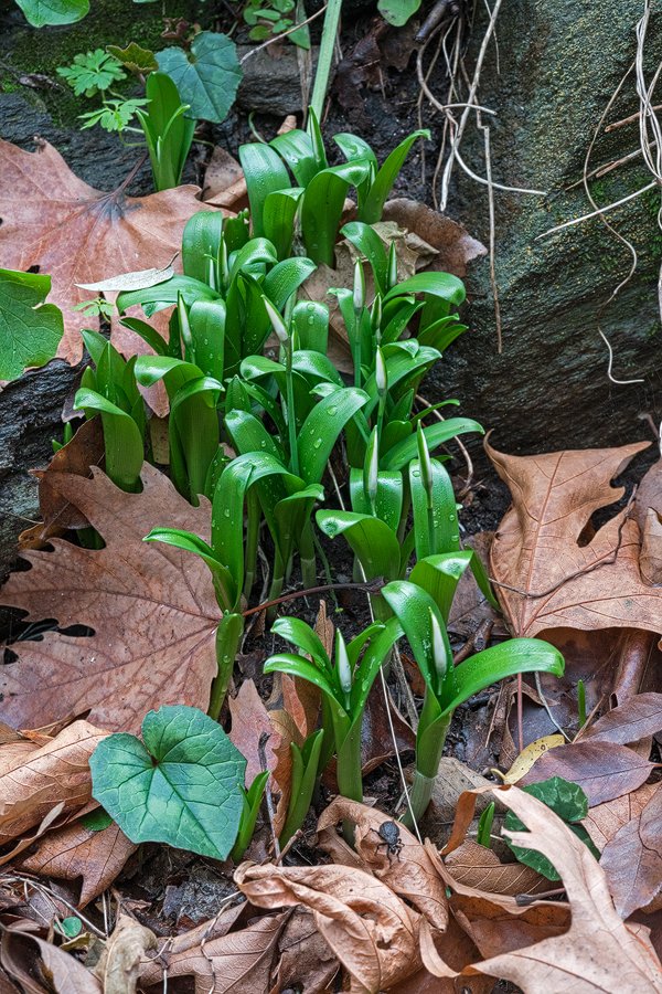 Galanthus ikariae subsp. snogerupii. Naxos, 04/01/16.