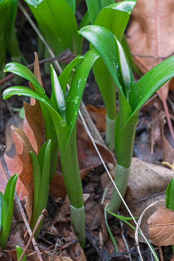 Galanthus ikariae subsp. snogerupii, Naxos, 450m, 4/1/16. Note obviously supervolute vernation.