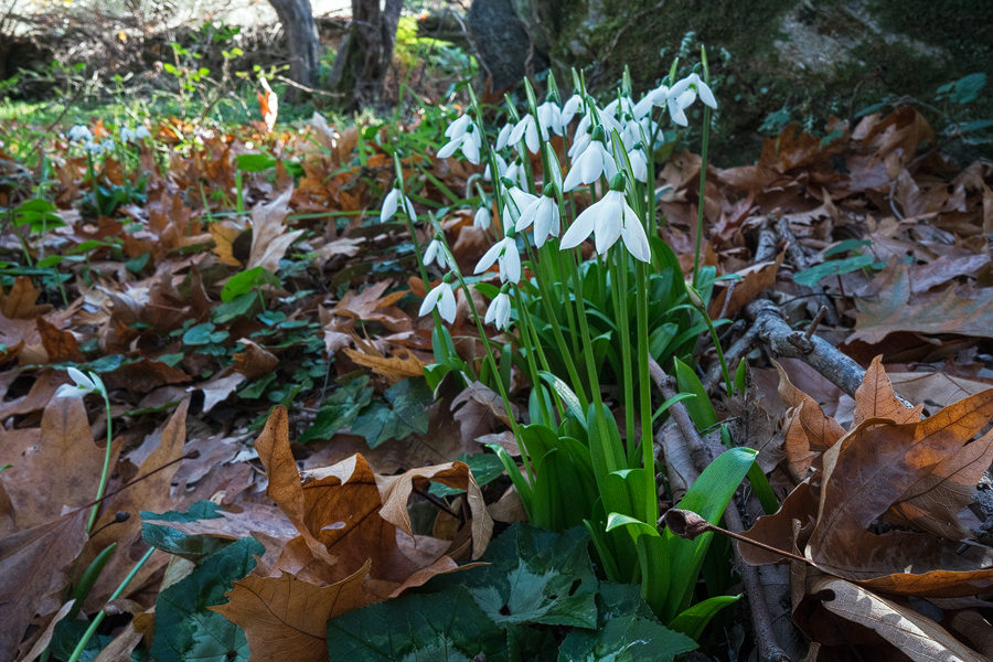 Galanthus ikariae subsp. snogerupii, Arnas, Andros, 29/12/15. Note the characteristic erect spathes.