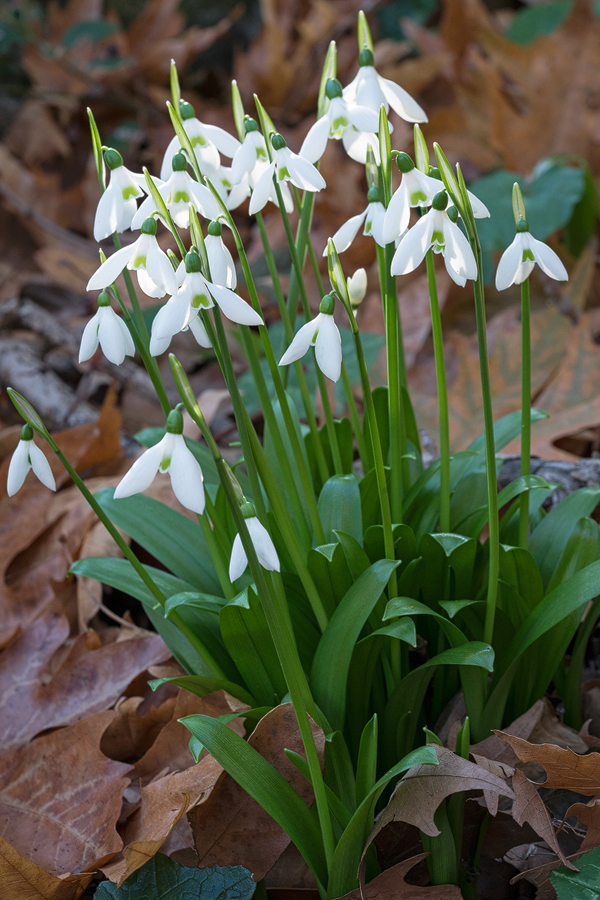 Galanthus ikariae subsp. snogerupii. Andros, 29/12/15.