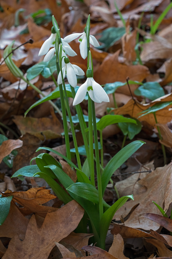 Galanthus ikariae subsp. snogerupii. Andros, 29/12/15.