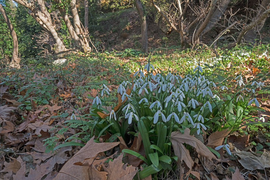 Galanthus ikariae subsp. snogerupii. Andros, 29/12/15.