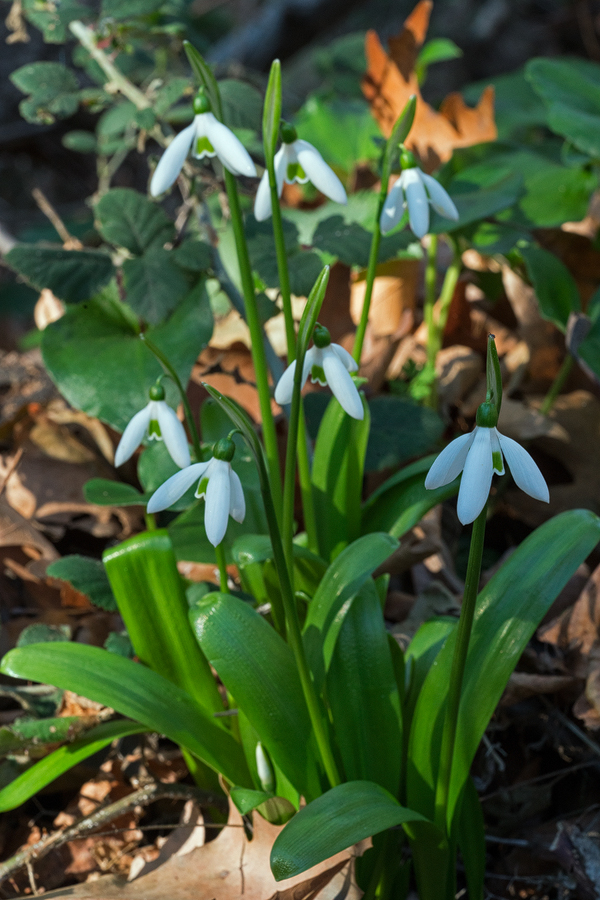 Galanthus ikariae subsp. snogerupii, Arnas, Andros, 29/12/15. Note shiny, bright, lime-green leaves.