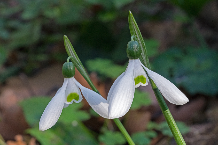 Galanthus ikariae subsp. snogerupii. Andros, 29/12/15.