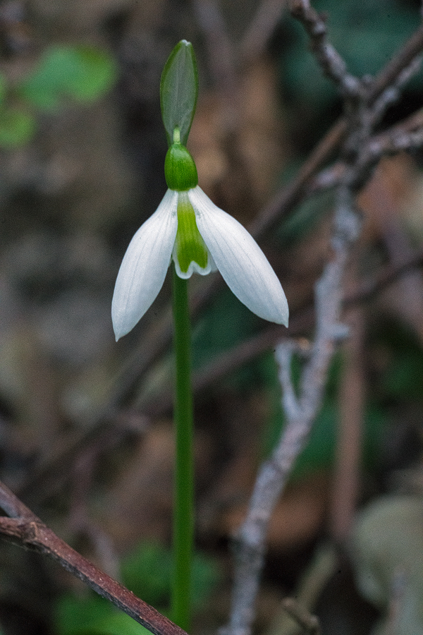 Galanthus ikariae subsp. snogerupii. Andros, 29/12/15.