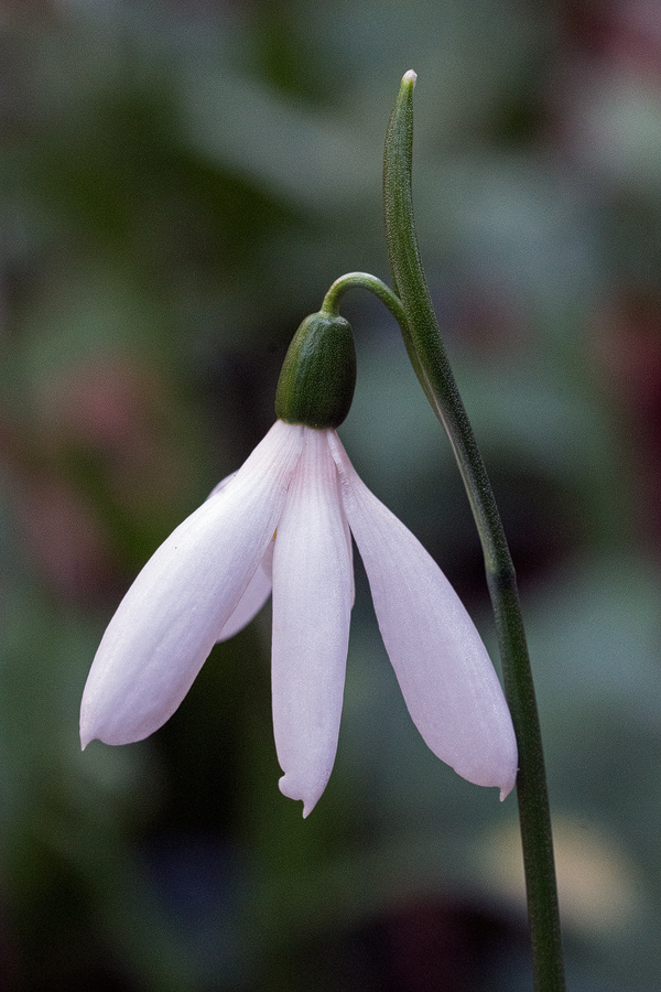particularly attractive. A miniscule proportion of plants also had green smudges towards the tips of the outer segments. Mutations of these kinds occur at varying frequencies in virtually every snowdrop population I have ever studied. Commoner, but still rare, were plants in which one or more of the inner segments had mutated into a cross between an inner and an outer, or in which some of the anthers had fused with the inner segment. Search as I might, however, I did not see any perfect ‘poculiform’ plants (jargon for plants in which the whorl of inner segments has been entirely replaced with outer segments).