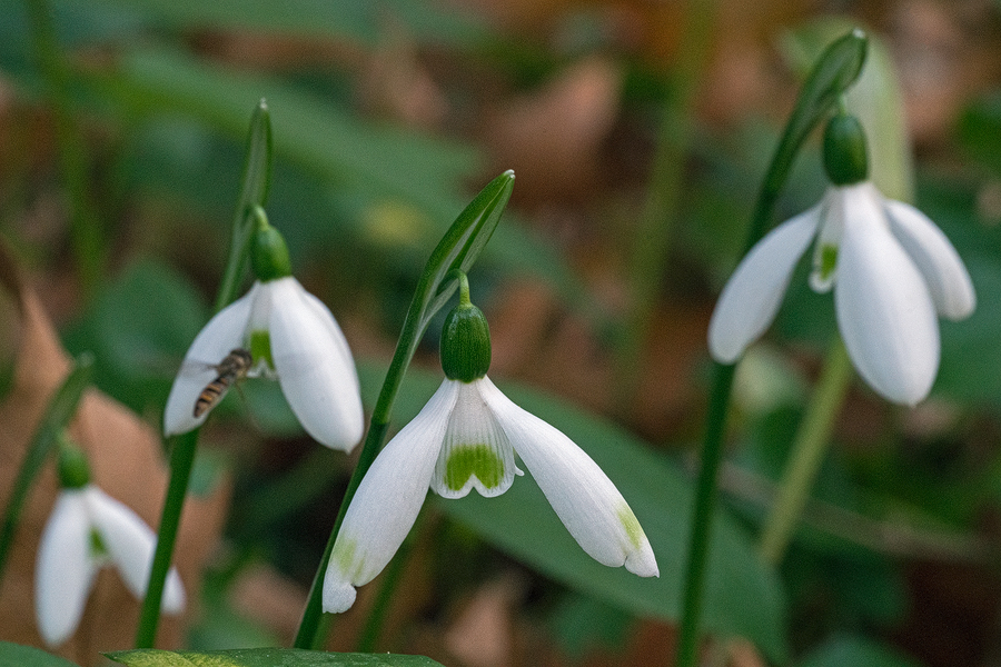 A variant of Galanthus ikariae subsp. snogerupii with slight green marks on the outer segments. Arnas, Andros, 29/12/15.