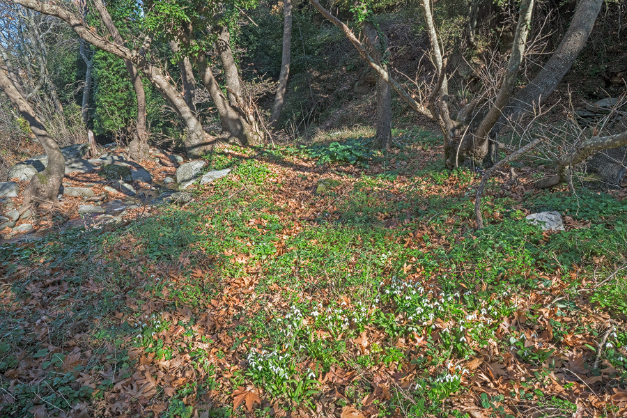 Galanthus ikariae subsp. snogerupii. Andros, 29/12/15.