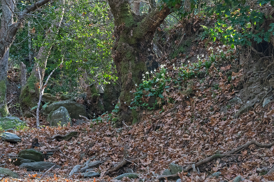 Galanthus 'snogerupii' under Plane Trees, in a sheltered river valley.