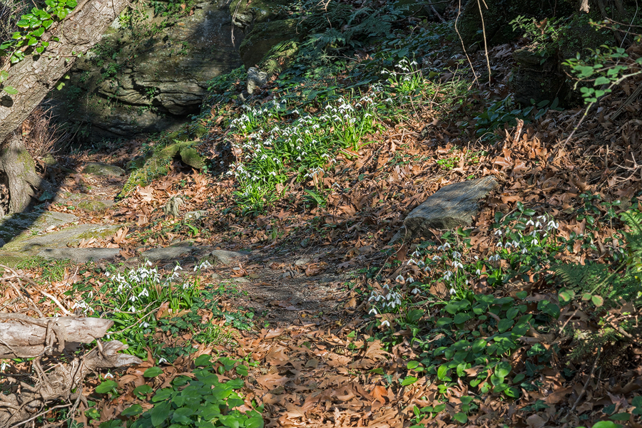 Galanthus ikariae subsp. snogerupii, Arnas, Andros, 29/12/15.