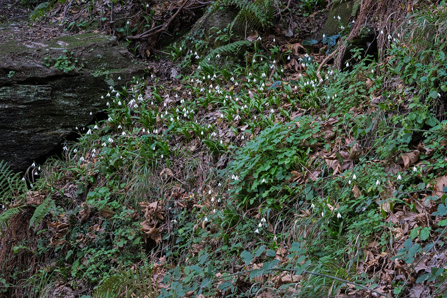 Galanthus ikariae subsp. snogerupii. Andros, 29/12/15.