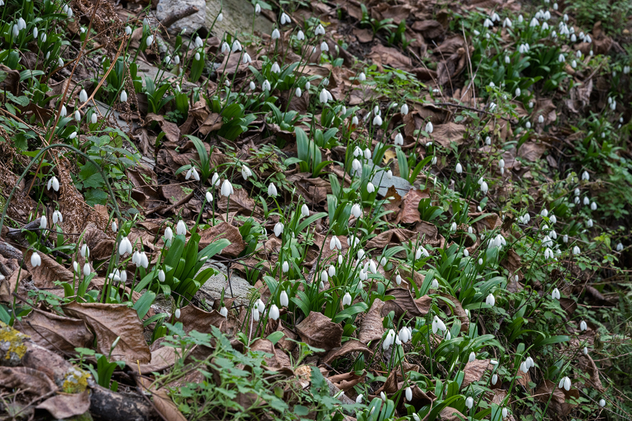 Galanthus ikariae subsp. snogerupii. Andros, 29/12/15.