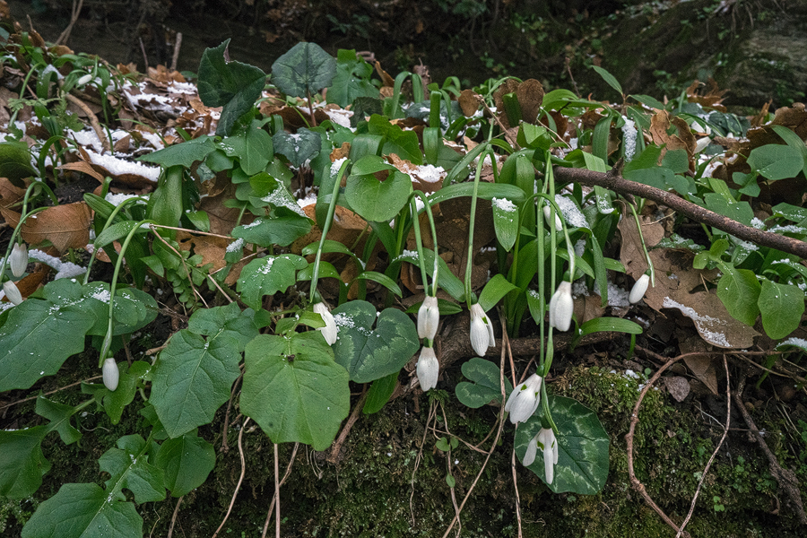 The spathes and leaves of Galanthus ikariae subsp. snogerupii, flopping limply after a sudden, precipitous fall in temperature.