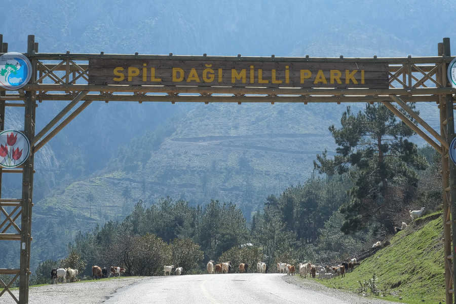 Goats wandering nonchalantly into Spil Dagi National Park, western Turkey, March 2015.