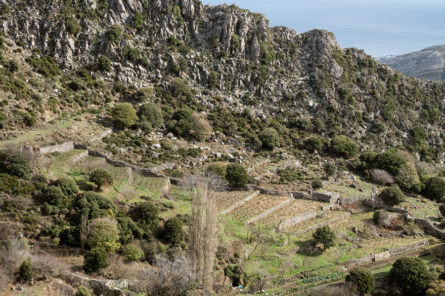 Vineyards - absent from Andros - on Naxos.