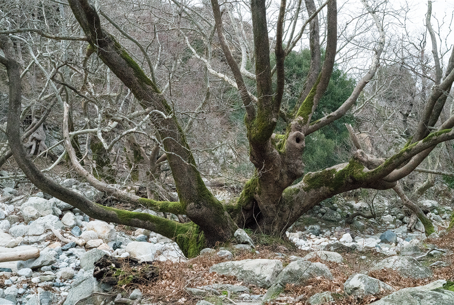 Plane Tree on the banks of the Fonias River, Samothraki.