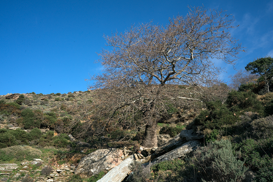 Plane. Arnas, Andros, 29/12/15.