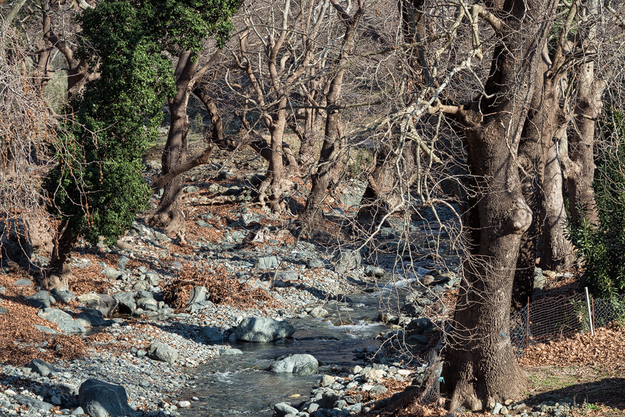 Plane trees lining the wide, boulder-strewn bed of the Xiropotamos River.