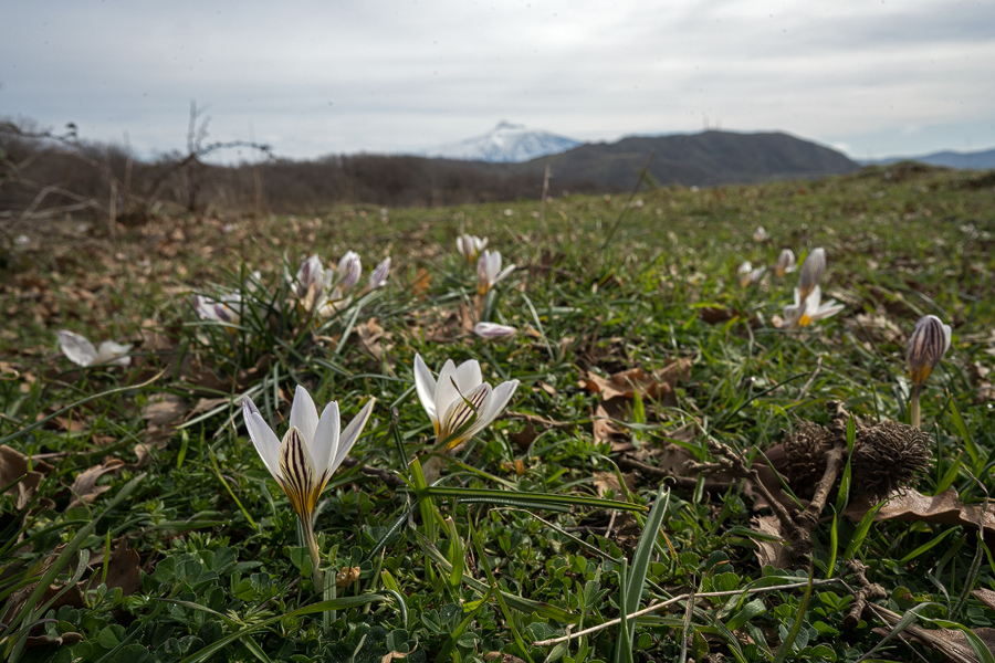 Crocus biflorus, with Mount Etna in the background. Variation in inner segment marking and flower shape. Portella della Femmina Morta, Sicily, 9/2/16.