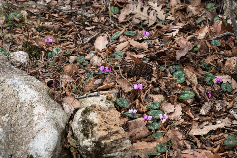 Cyclamen pseudibericum emerging, east of Iskenderun, 2/2/16.