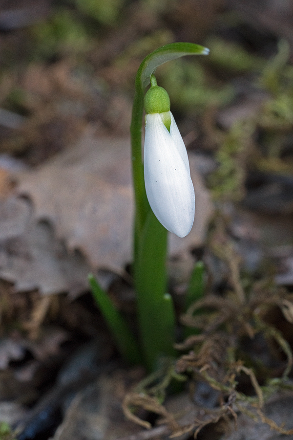 Bright white flowers. Galanthus fosteri, west of Gaziantep, 4/2/16.