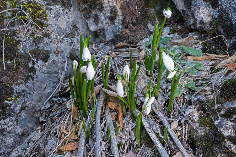 galanthus fosteri often formed clumps of a single clone, in this population, west of Gaziantep, 4/2/16.