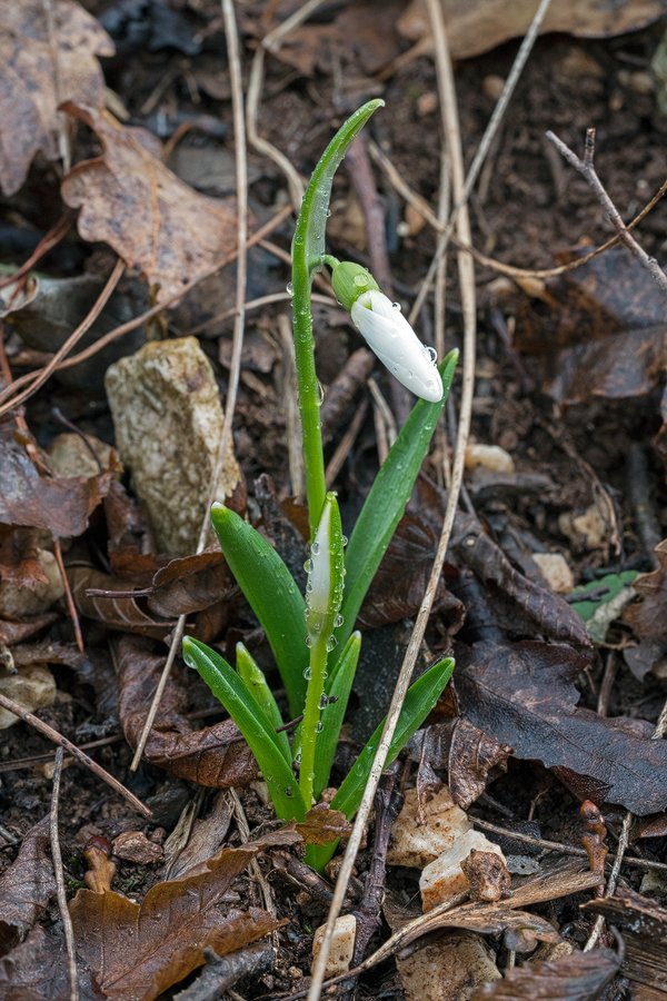Galanthus fosteri, east of Iskenderun, 2/2/16.
