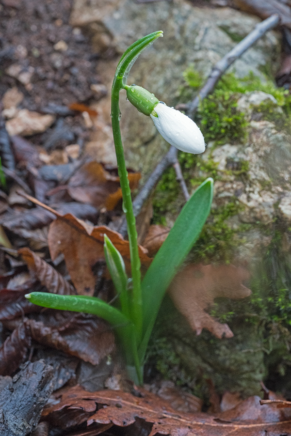 A robust plant of Galanthus fosteri, with two scapes. East of Iskenderun, 2/2/16.
