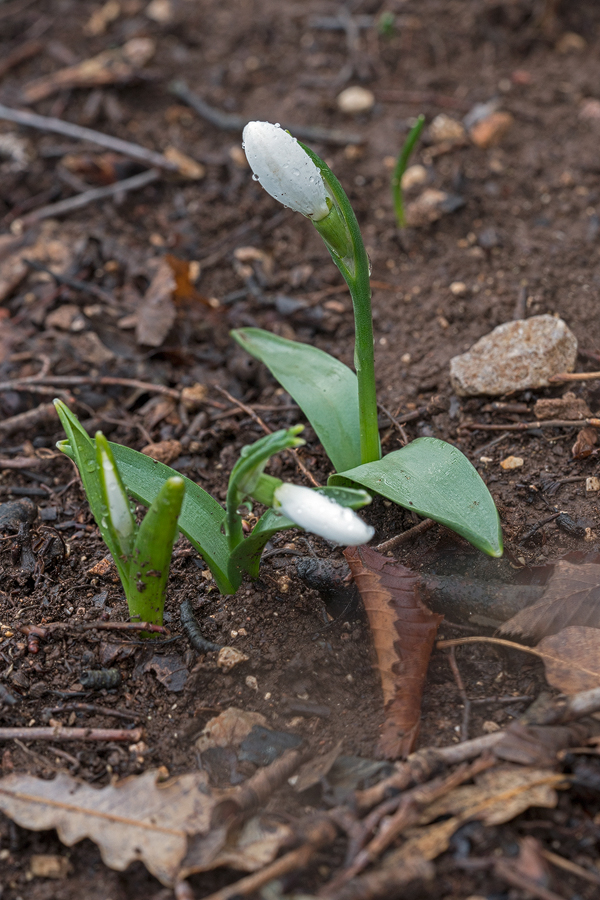 A relatively broad-leaved variant of Galanthus fosteri, east of Iskenderun, 2/2/16.