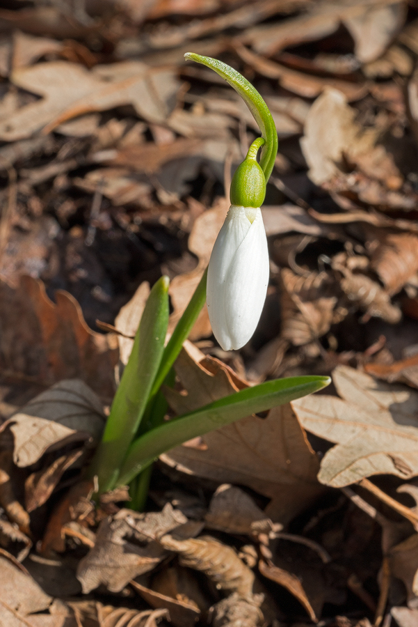 Galanthus fosteri, east of Iskenderun, 2/2/16. Note bight green leaves and obviously supervolute vernation.