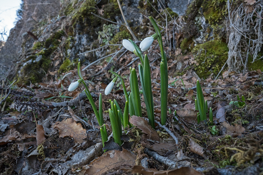 Galanthus fosteri growing on limestone crags, west of Gaziantep, 4/2/16.