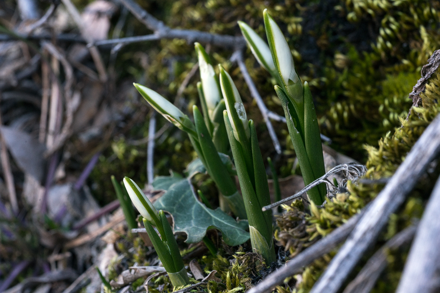 Galanthus fosteri just emerging, west of Gaziantep, 4/2/16.