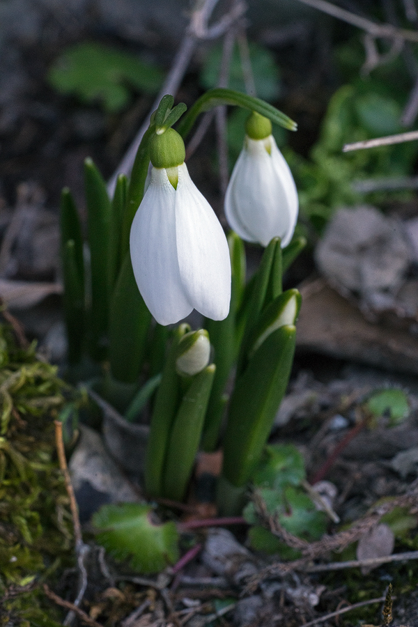 Galanthus fosteri, west of Gaziantep, 4/2/16.