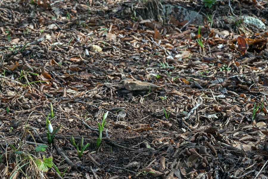 A sparse population of Galanthus fosteri, just starting to flower, east of Iskenderun, 2/2/16.