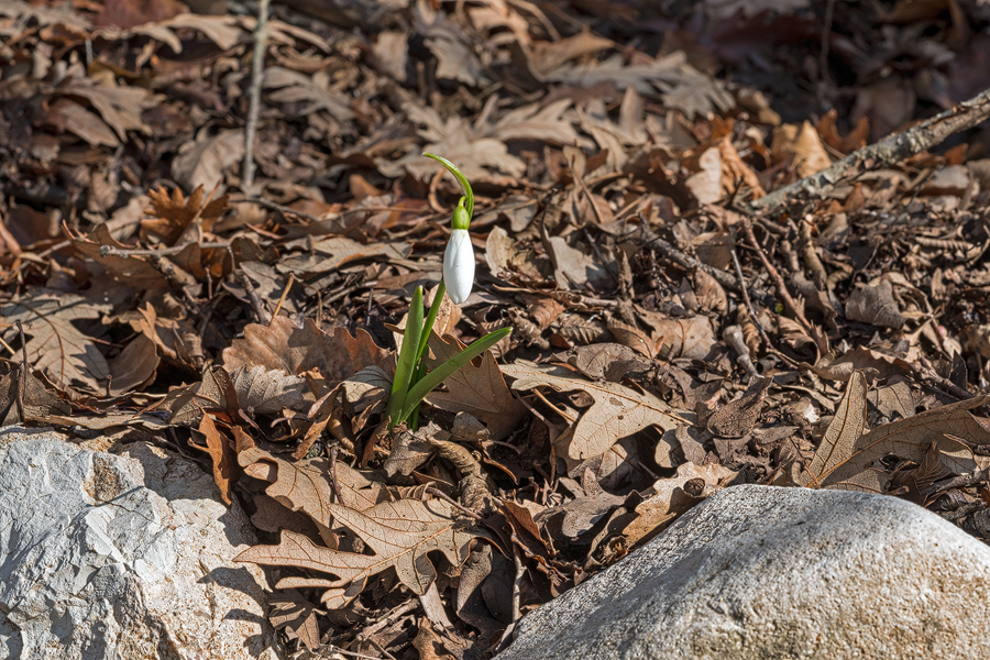 Galanthus fosteri growing among limestone boulders, east of Iskenderun, 2/2/16.