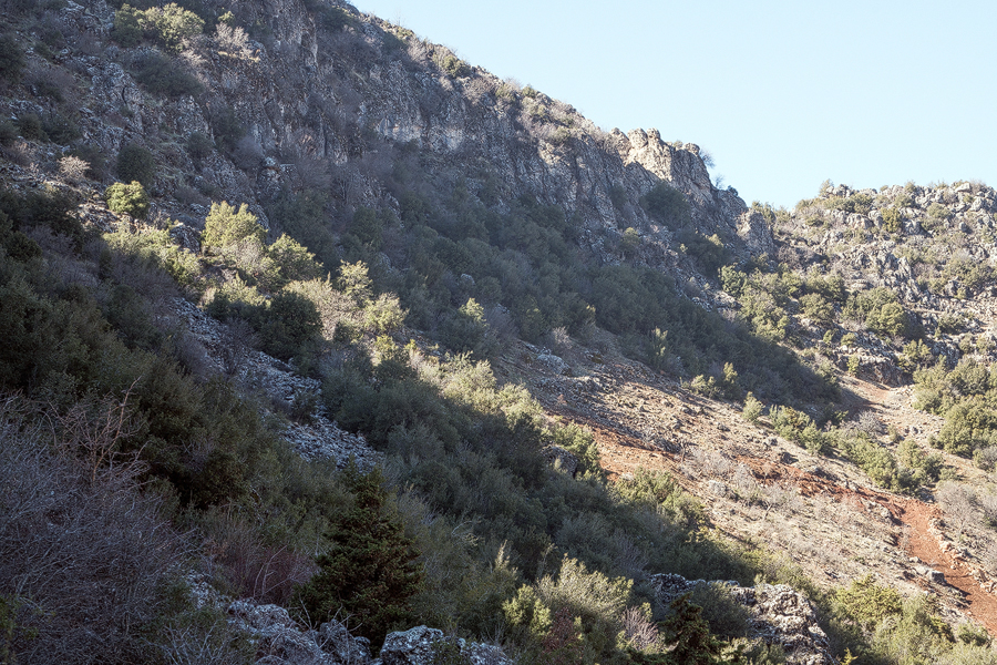 North-facing crags, west of Gaziantep, Turkey. Habitat of Galanthus fosteri.