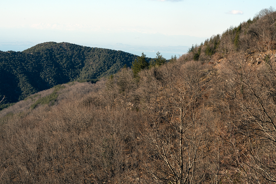 Deciduous oak forest, east of Iskenderun, about 1,200m.