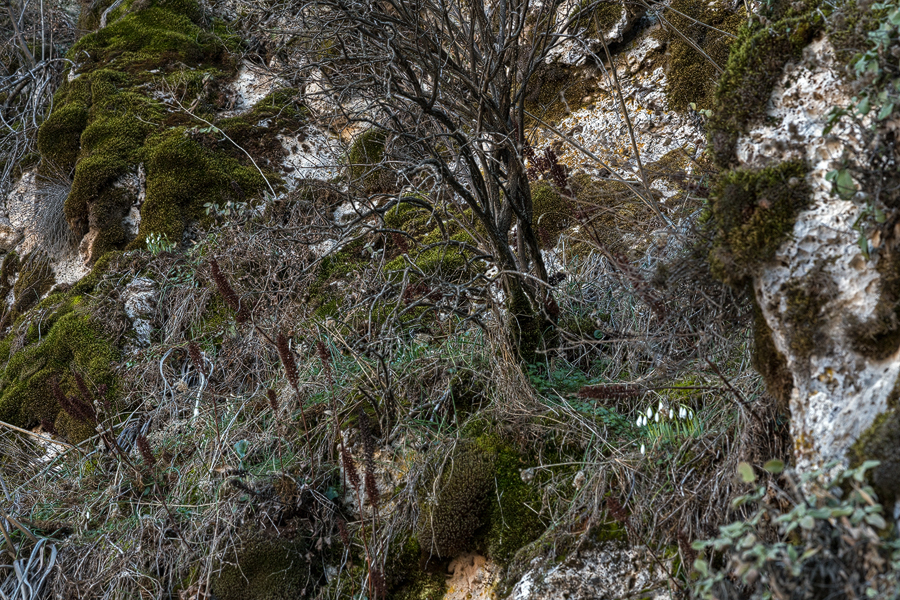 Galanthus fosteri growing on limestone crags, west of Gaziantep, 4/2/16.