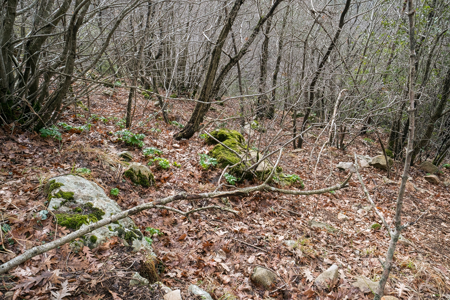 Open oak woodland habitat of Galanthus fosteri, east of Iskenderun, 2/2/16.