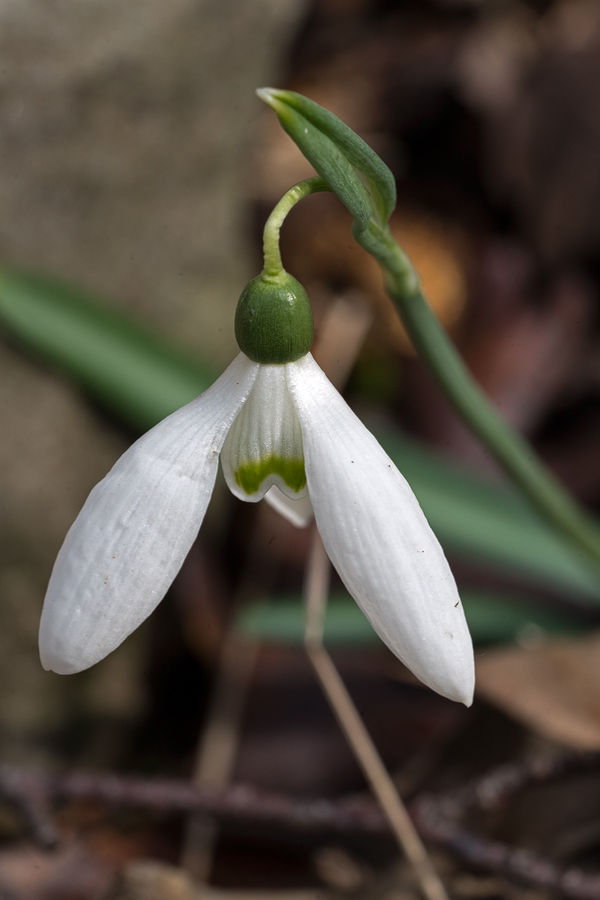 Variation in inner segment marking and flower shape. Galanthus reginae-olgae subsp. vernalis. Portella della Femmina Morta, Sicily, 9/2/16.