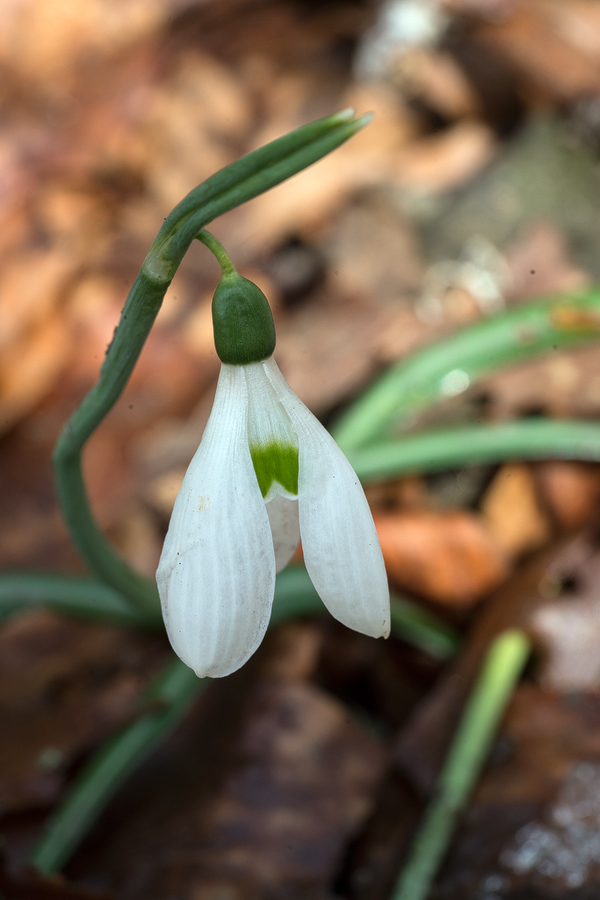 Variation in inner segment marking and flower shape. Galanthus reginae-olgae subsp. vernalis. Portella della Femmina Morta, Sicily, 9/2/16.