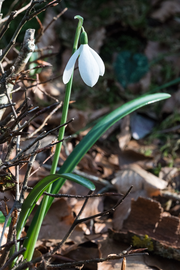 A typical, elegant, short-clawed flower. Galanthus reginae-olgae subsp. vernalis. Portella della Femmina Morta, Sicily, 8/2/16.
