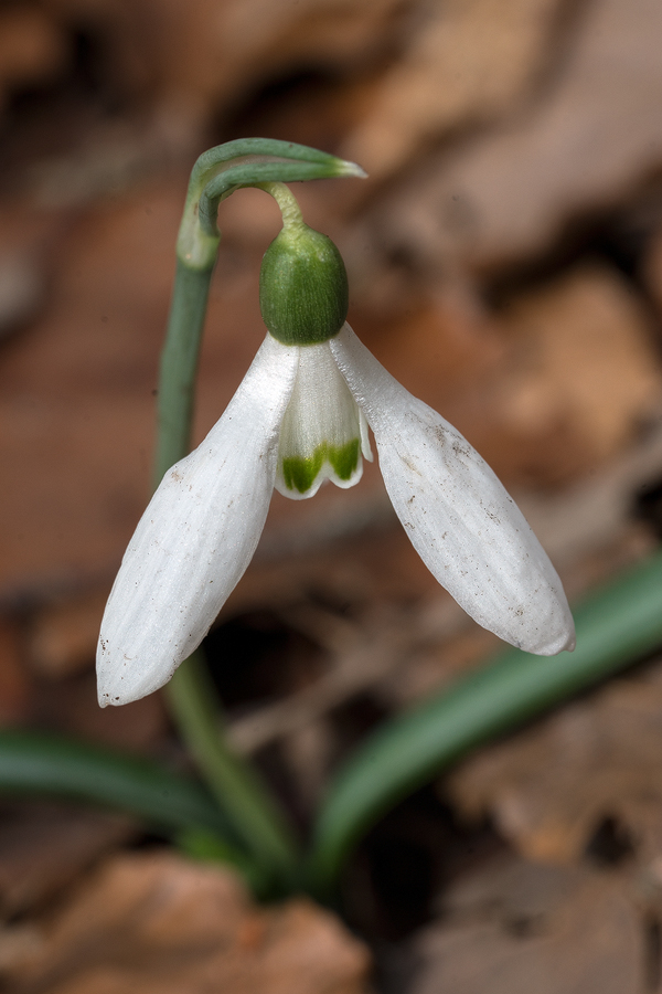 Variation in inner segment marking and flower shape. Galanthus reginae-olgae subsp. vernalis. Portella della Femmina Morta, Sicily, 9/2/16.