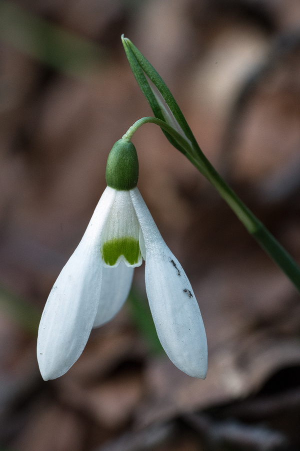 An atypical flower, with rather long claws. Galanthus reginae-olgae subsp. vernalis. Portella della Femmina Morta, Sicily, 8/2/16.