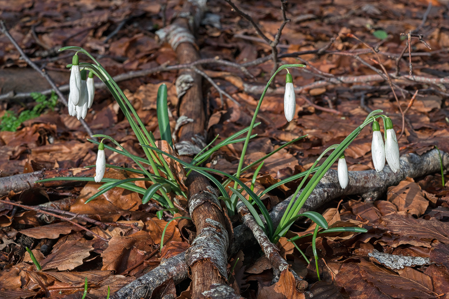 Scapes that leant at an angle to the vertical were typical. Galanthus reginae-olgae subsp. vernalis. Portella della Femmina Morta, Sicily, 8/2/16.