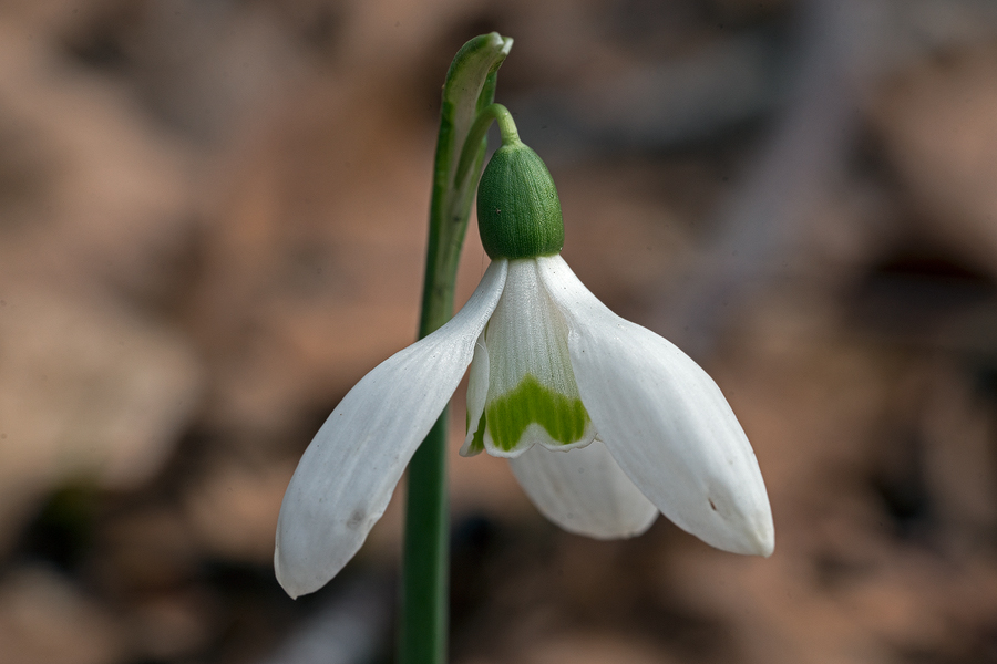 Variation in inner segment marking and flower shape. Galanthus reginae-olgae subsp. vernalis. Portella della Femmina Morta, Sicily, 9/2/16.