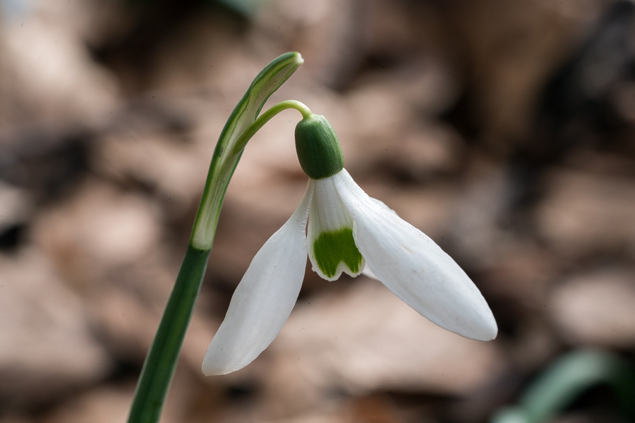 Variation in inner segment marking and flower shape. Galanthus reginae-olgae subsp. vernalis. Portella della Femmina Morta, Sicily, 9/2/16.