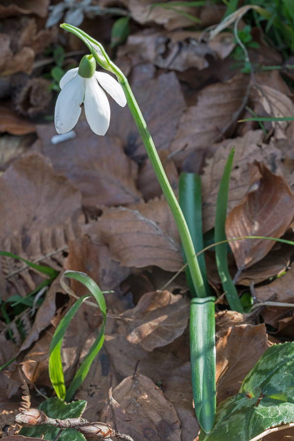 A plant with four outer and four inner segments. Galanthus reginae-olgae subsp. vernalis. Portella della Femmina Morta, Sicily, 8/2/16.