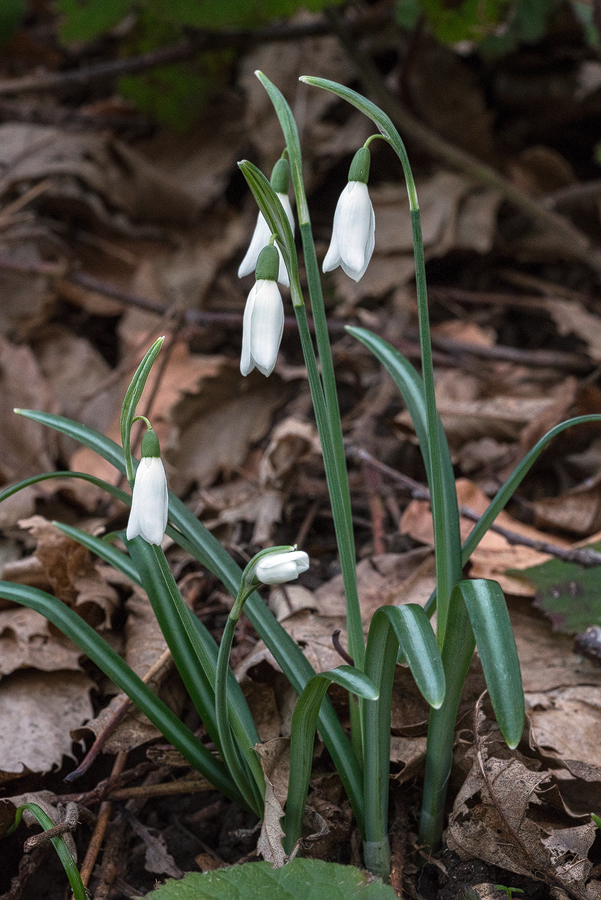 An unusually large clump. Galanthus reginae-olgae subsp. vernalis. Portella della Femmina Morta, Sicily, 9/2/16.