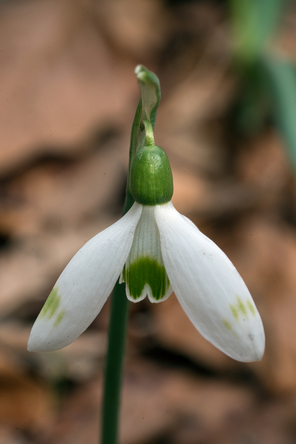 An example of a plant with green markings on the outer segments. Galanthus reginae-olgae subsp. vernalis. Portella della Femmina Morta, Sicily, 8/2/16.